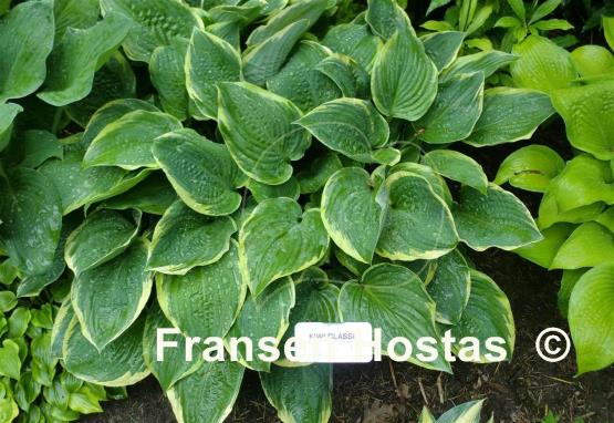 Hosta Kiwi Classic